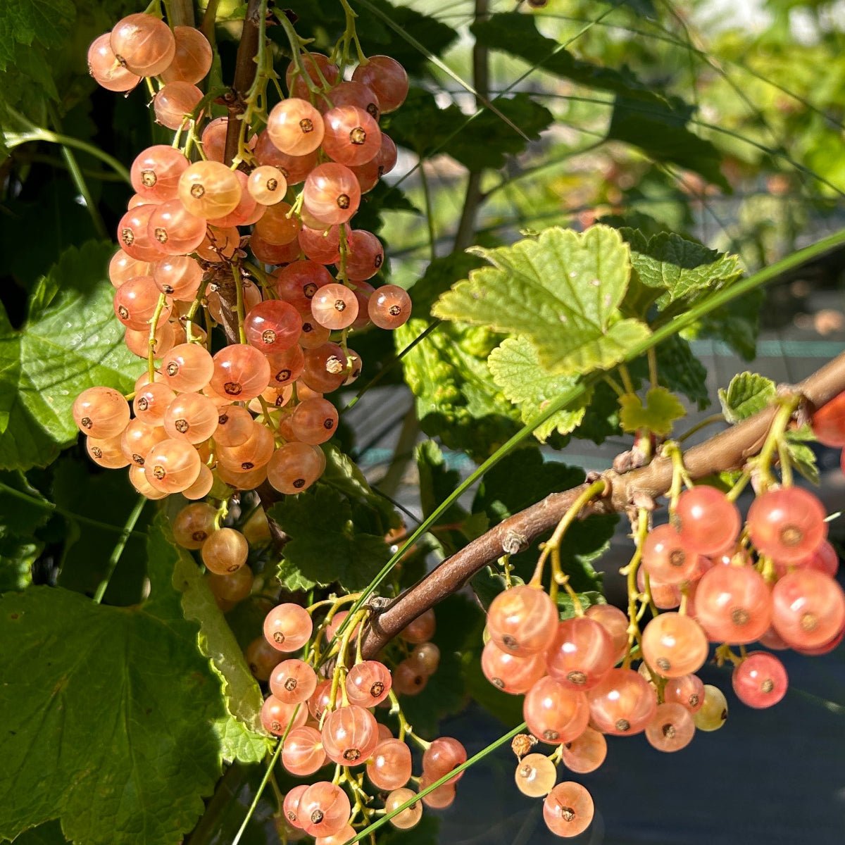 Gloire de Sablons Pink Red Currant Cutting - Dingdong's Garden