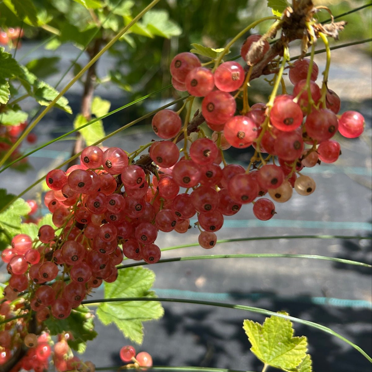 Gloire de Sablons Pink Red Currant Cutting - Dingdong's Garden