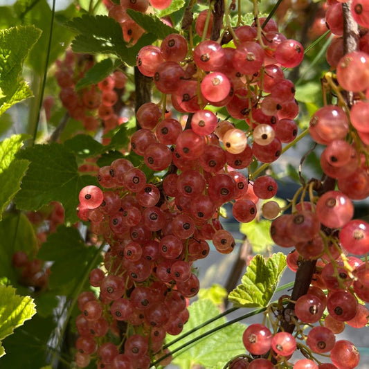 Gloire de Sablons Pink Red Currant Cutting - Dingdong's Garden