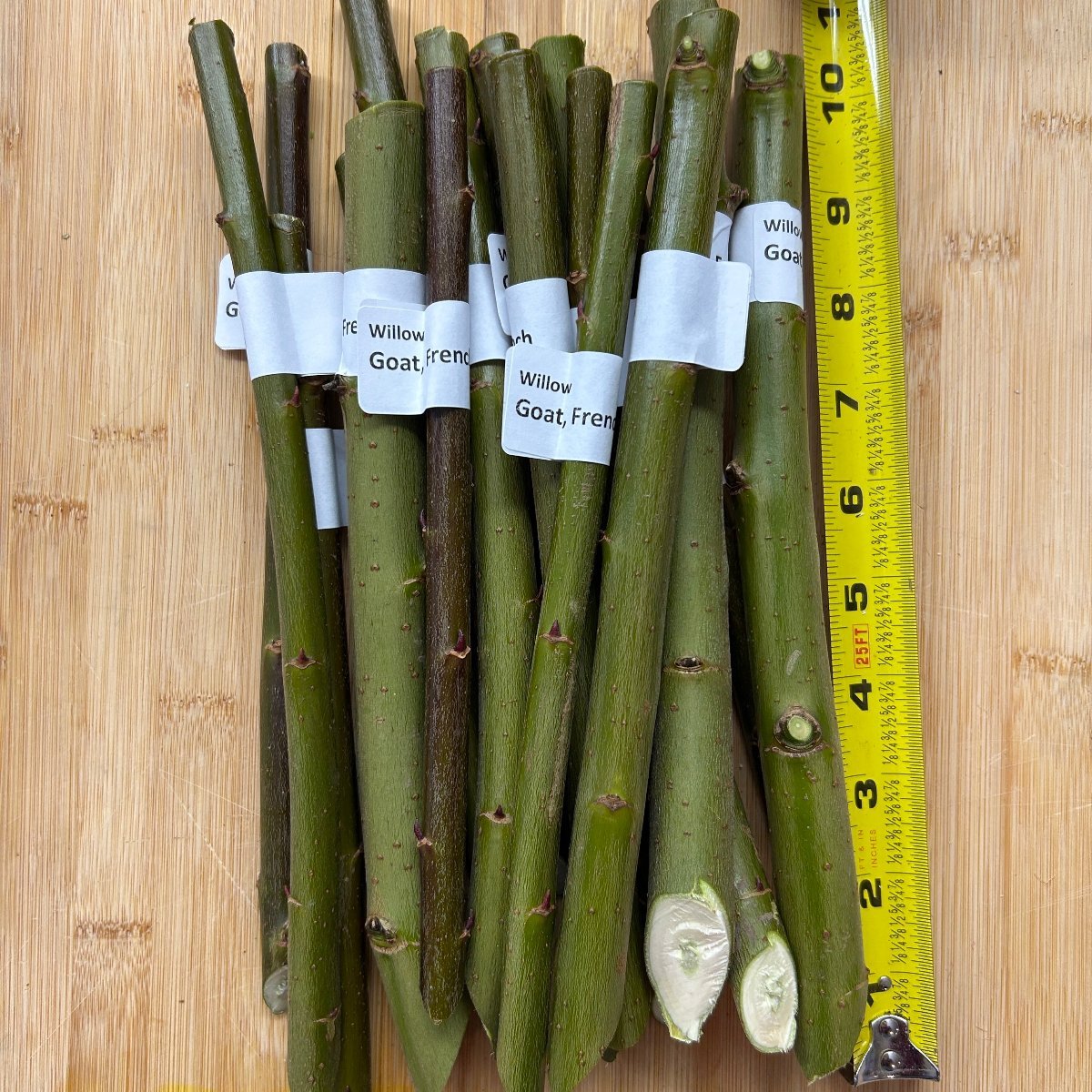 Goat, French Willow Cutting - Dingdong's Garden