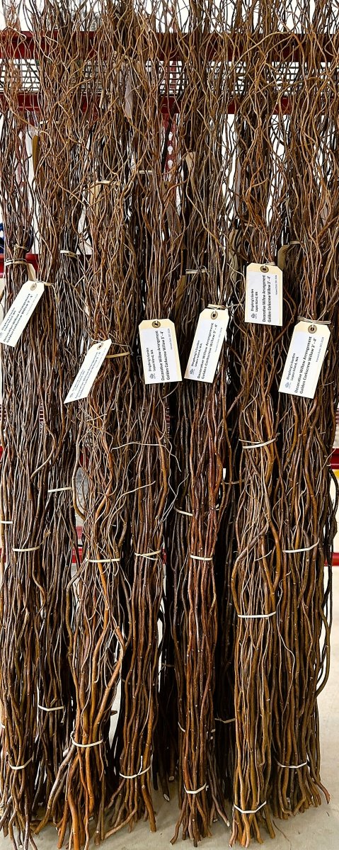 Golden Corkscrew Decorative Willow 20 Piece Bundle - Dingdong's Garden