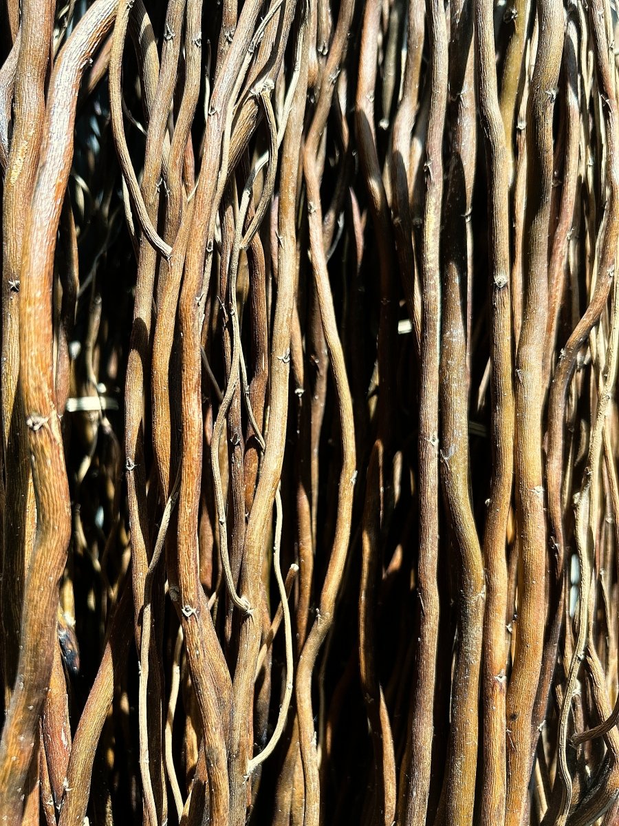 Golden Corkscrew Decorative Willow 20 Piece Bundle - Dingdong's Garden