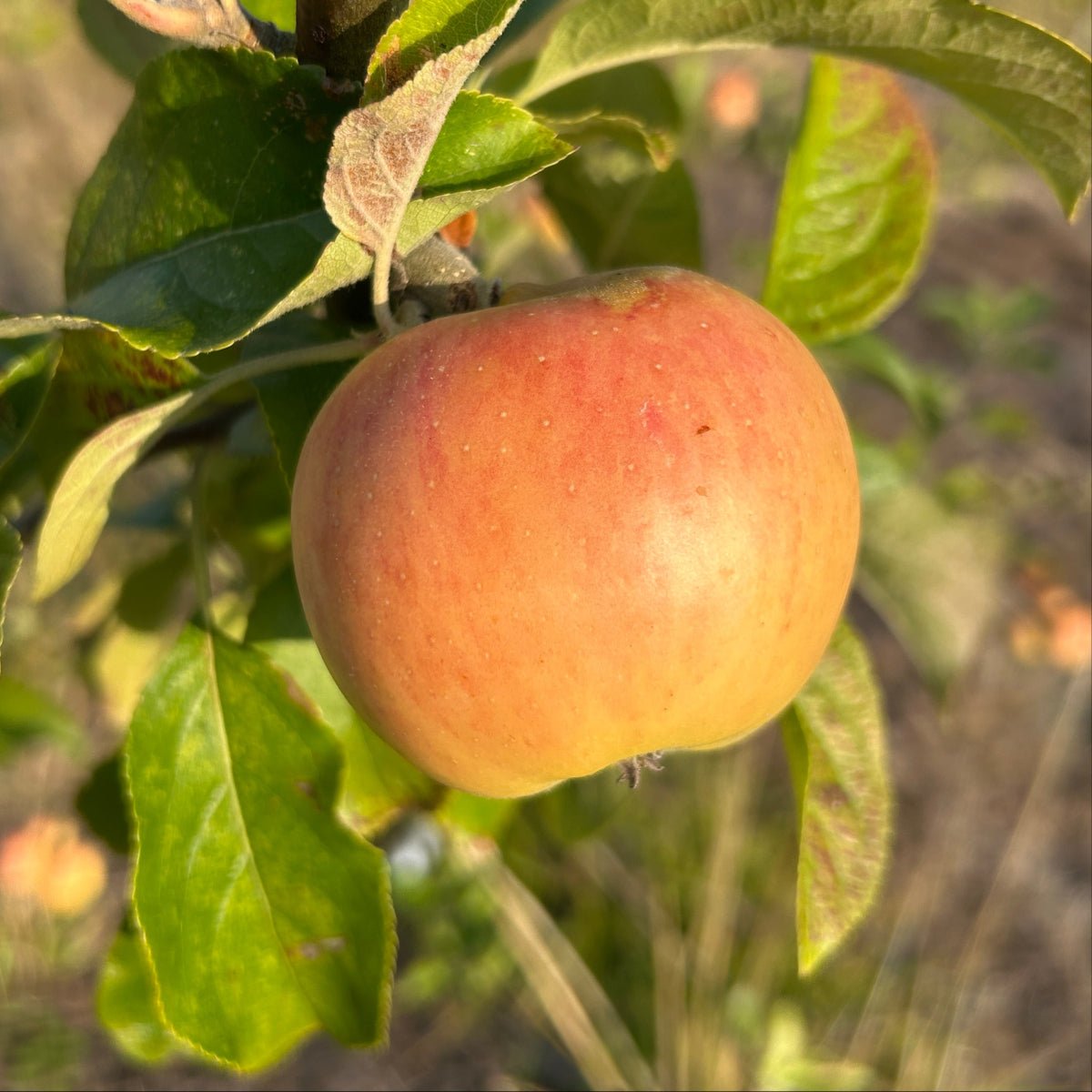 Golden Noble Apple Scionwood - Dingdong's Garden