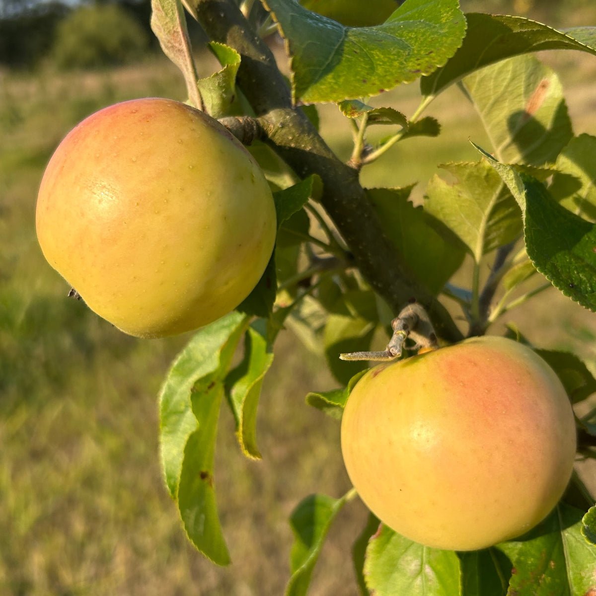 Golden Noble Apple Scionwood - Dingdong's Garden