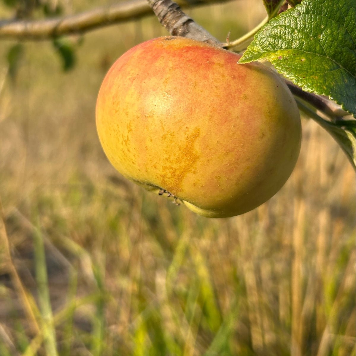 Golden Noble Apple Scionwood - Dingdong's Garden