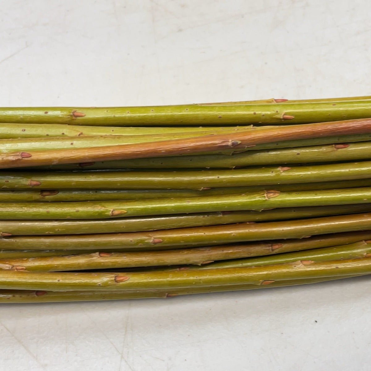 Goldstones Willow Cutting - Dingdong's Garden