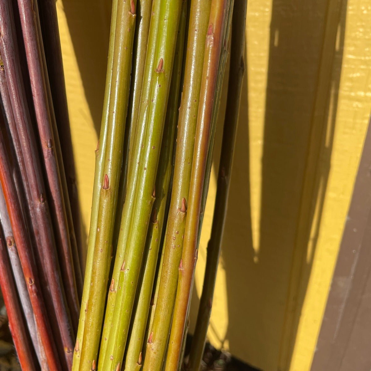 Goldstones Willow Cutting - Dingdong's Garden