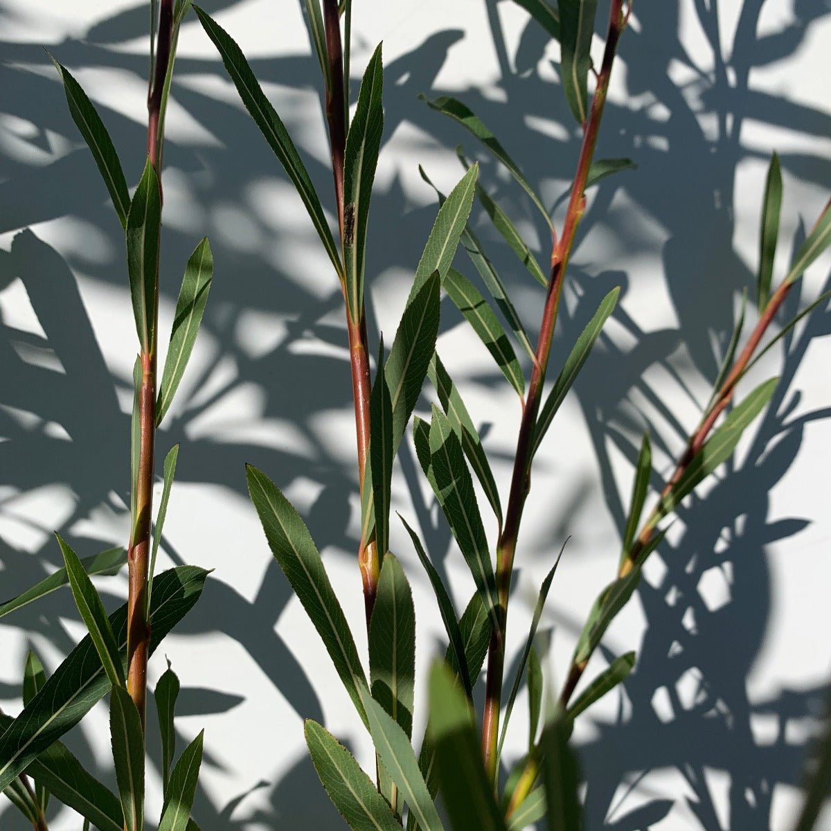 Goldstones Willow Cutting - Dingdong's Garden