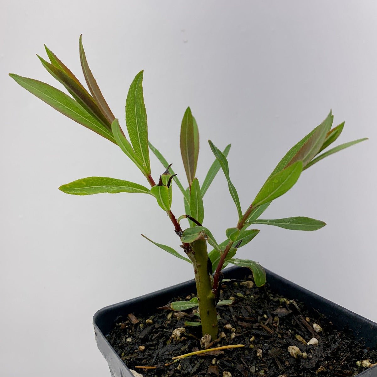 Goldstones Willow Cutting - Dingdong's Garden