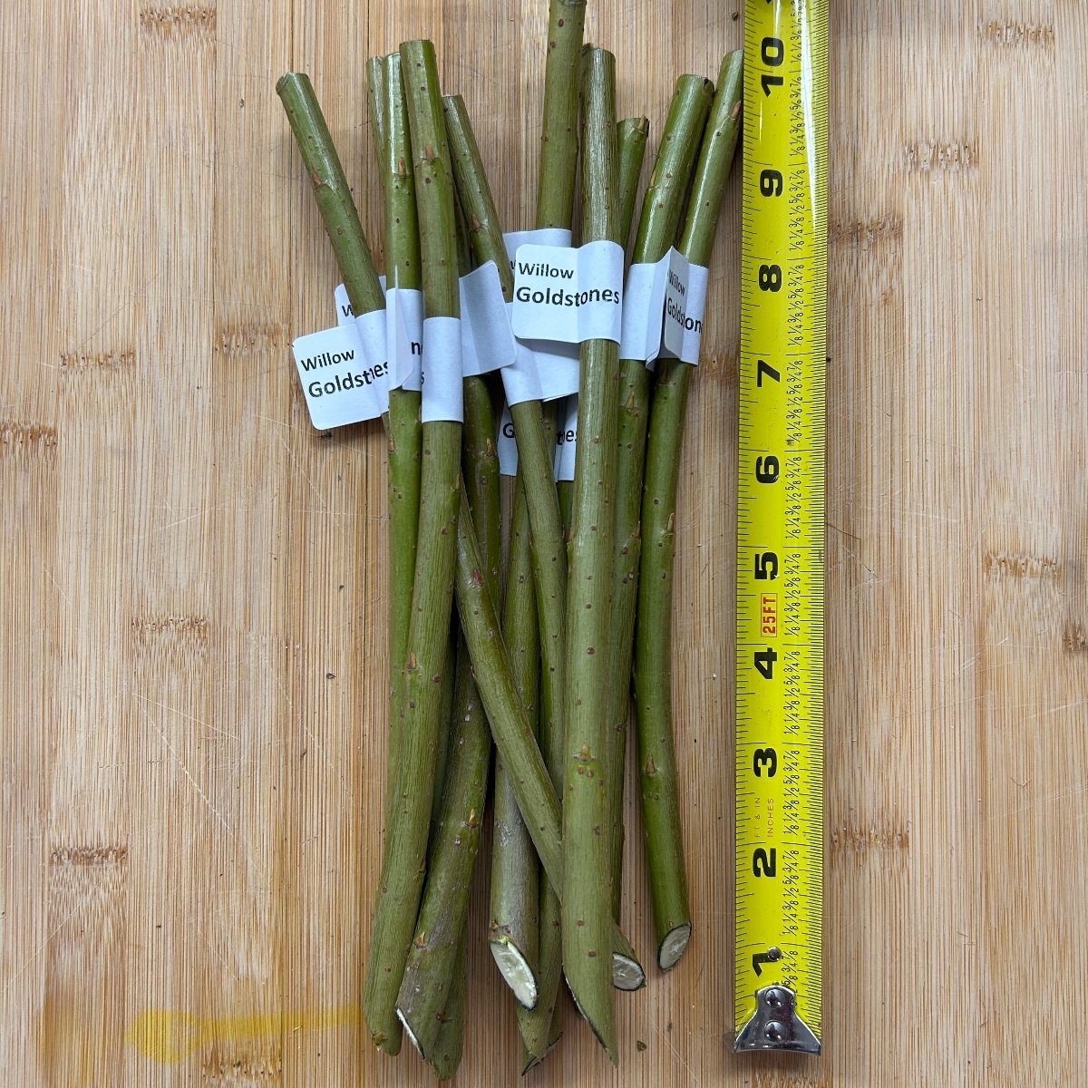 Goldstones Willow Cutting - Dingdong's Garden
