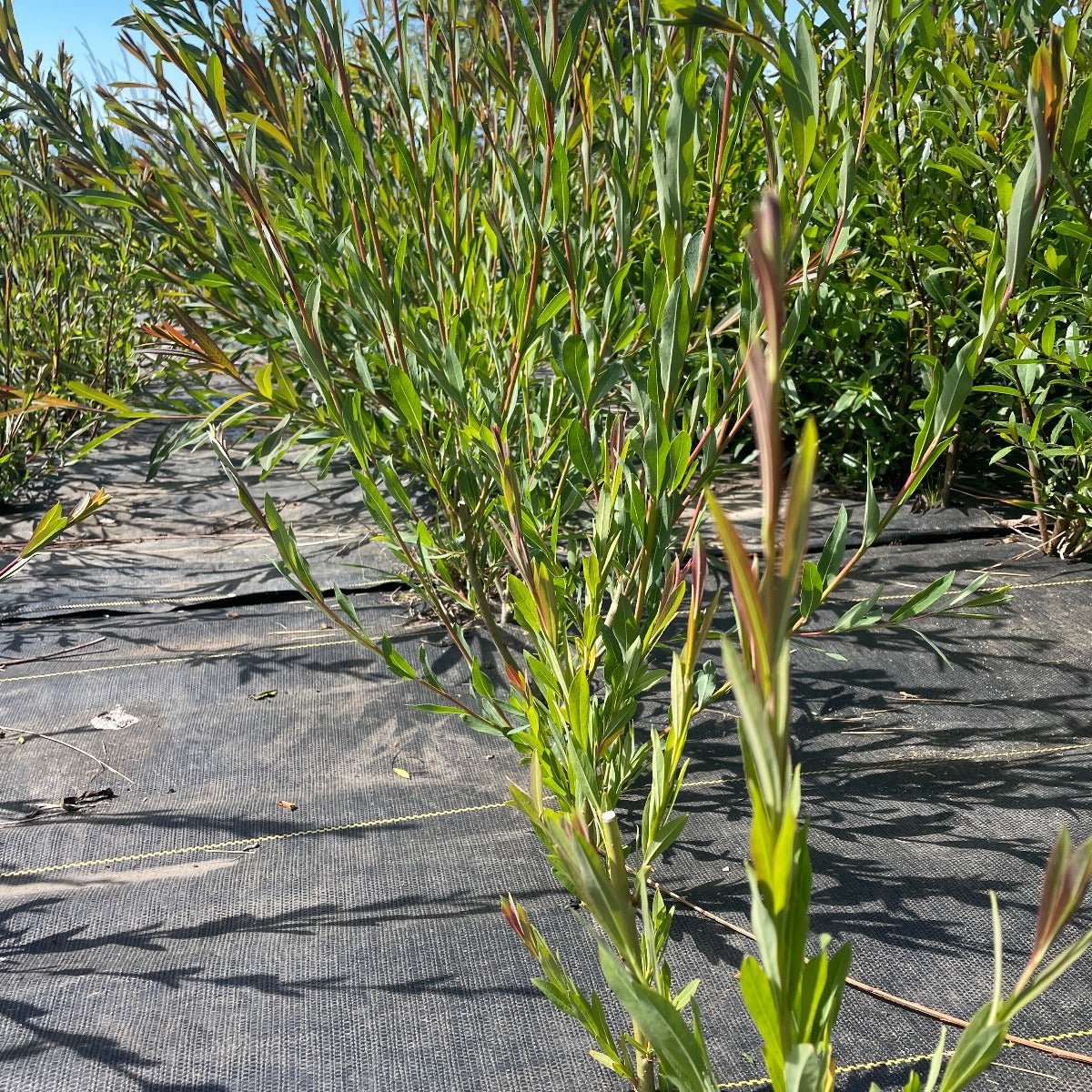 Goldstones Willow Cutting - Dingdong's Garden