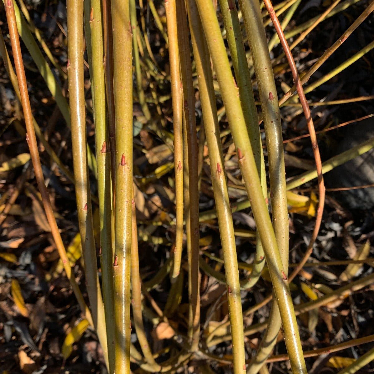 Goldstones Willow Cutting - Dingdong's Garden