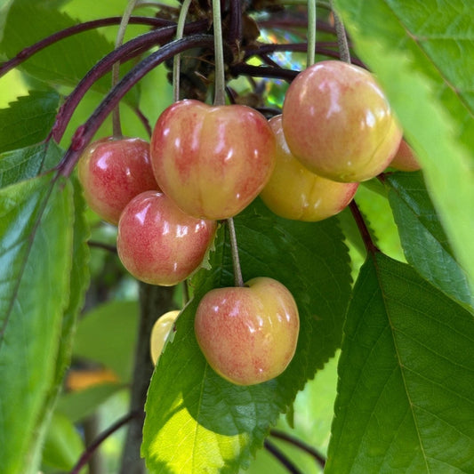 Governor Wood Cherry Scionwood - Dingdong's Garden