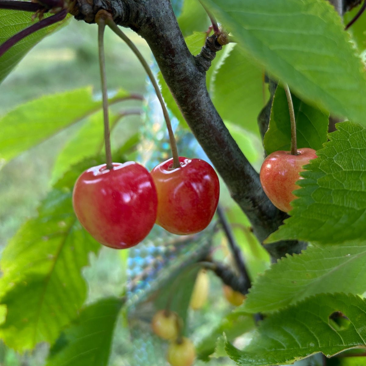 Governor Wood Cherry Scionwood - Dingdong's Garden