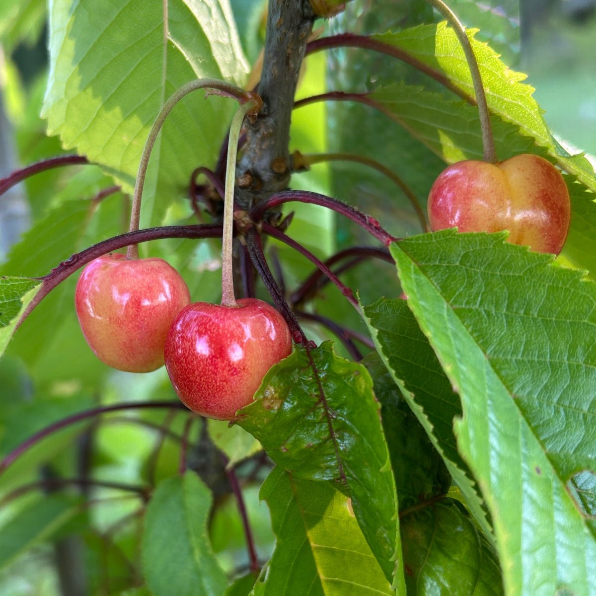 Governor Wood Cherry Scionwood - Dingdong's Garden