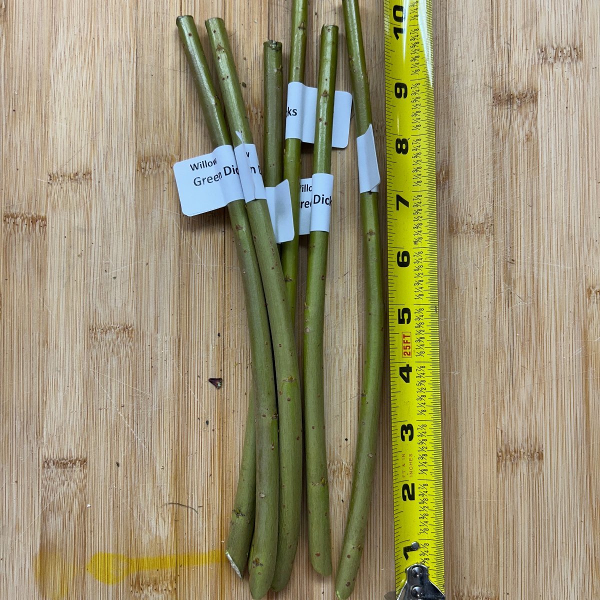 Green Dicks Willow Cutting - Dingdong's Garden
