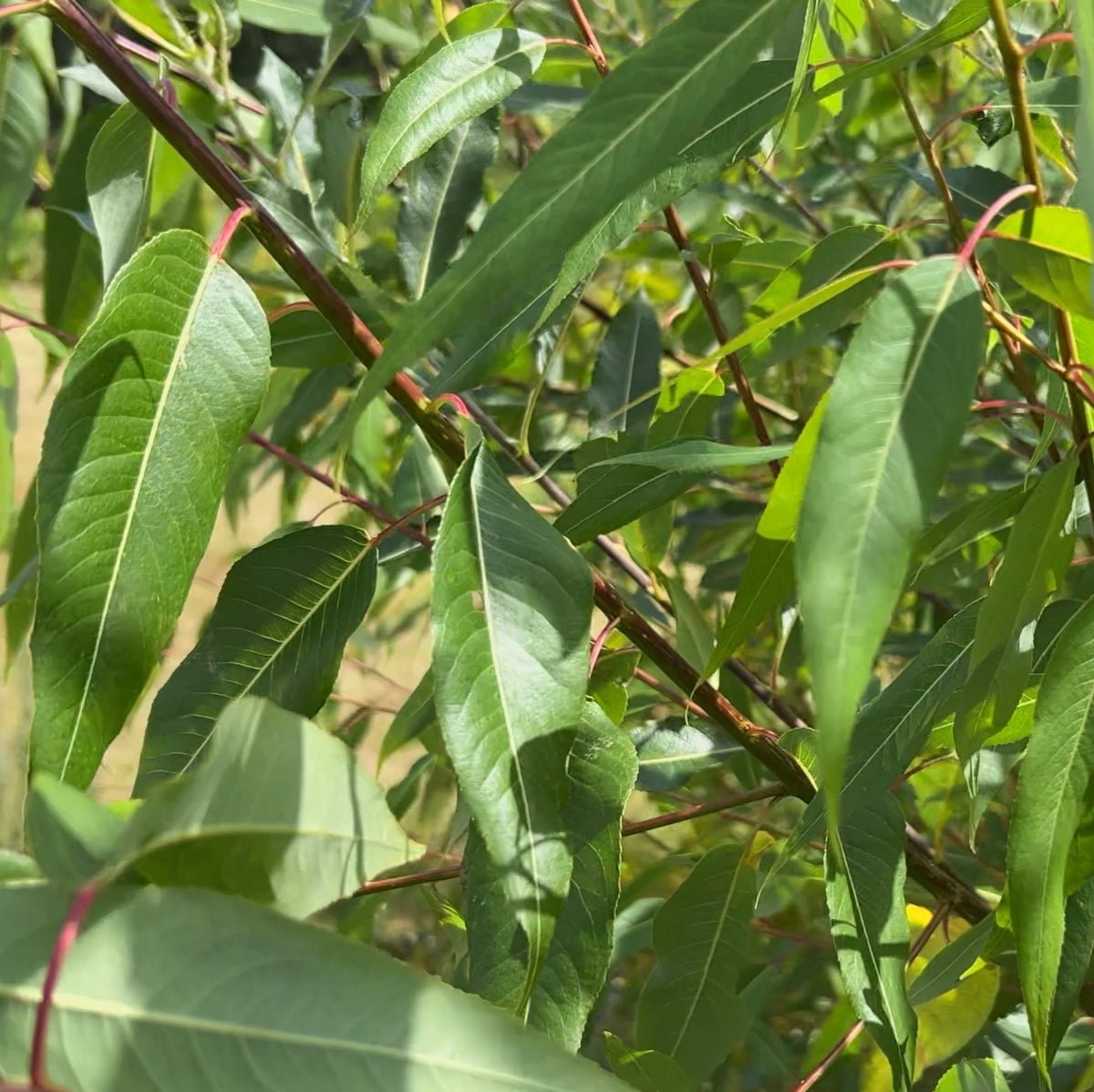 Grey or Cinerea Willow Cutting - Dingdong's Garden