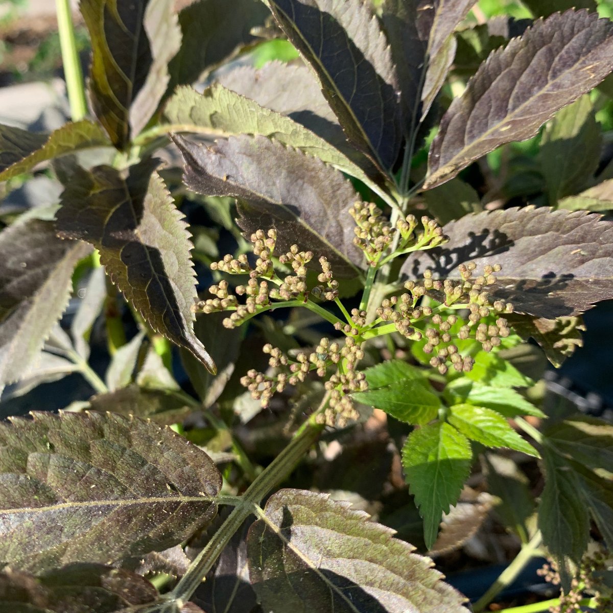 Guincho Purple Elderberry Cutting