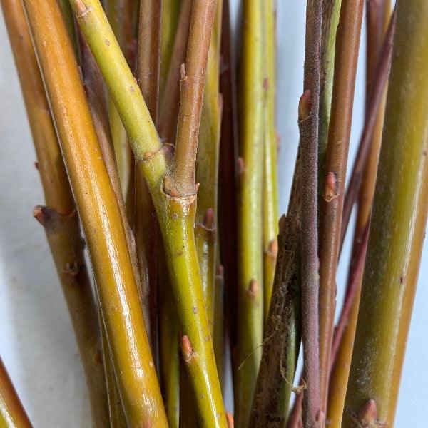 Hairy Willow Cutting - Dingdong's Garden