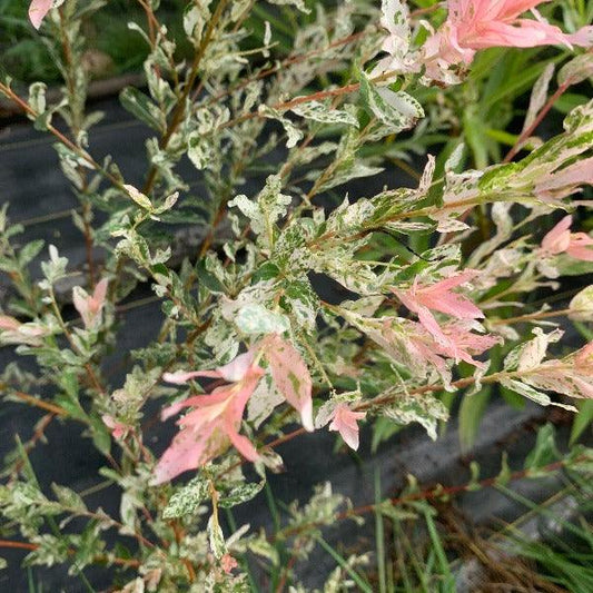 Hakuro Nishiki Willow Cutting - Dingdong's Garden