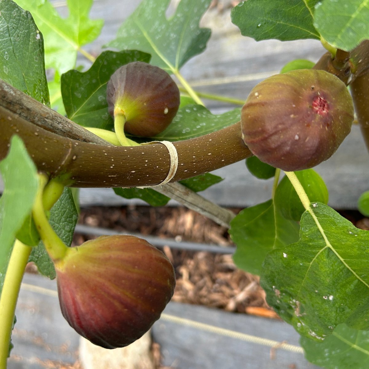 Hardy Chicago Fig Cutting - Dingdong's Garden