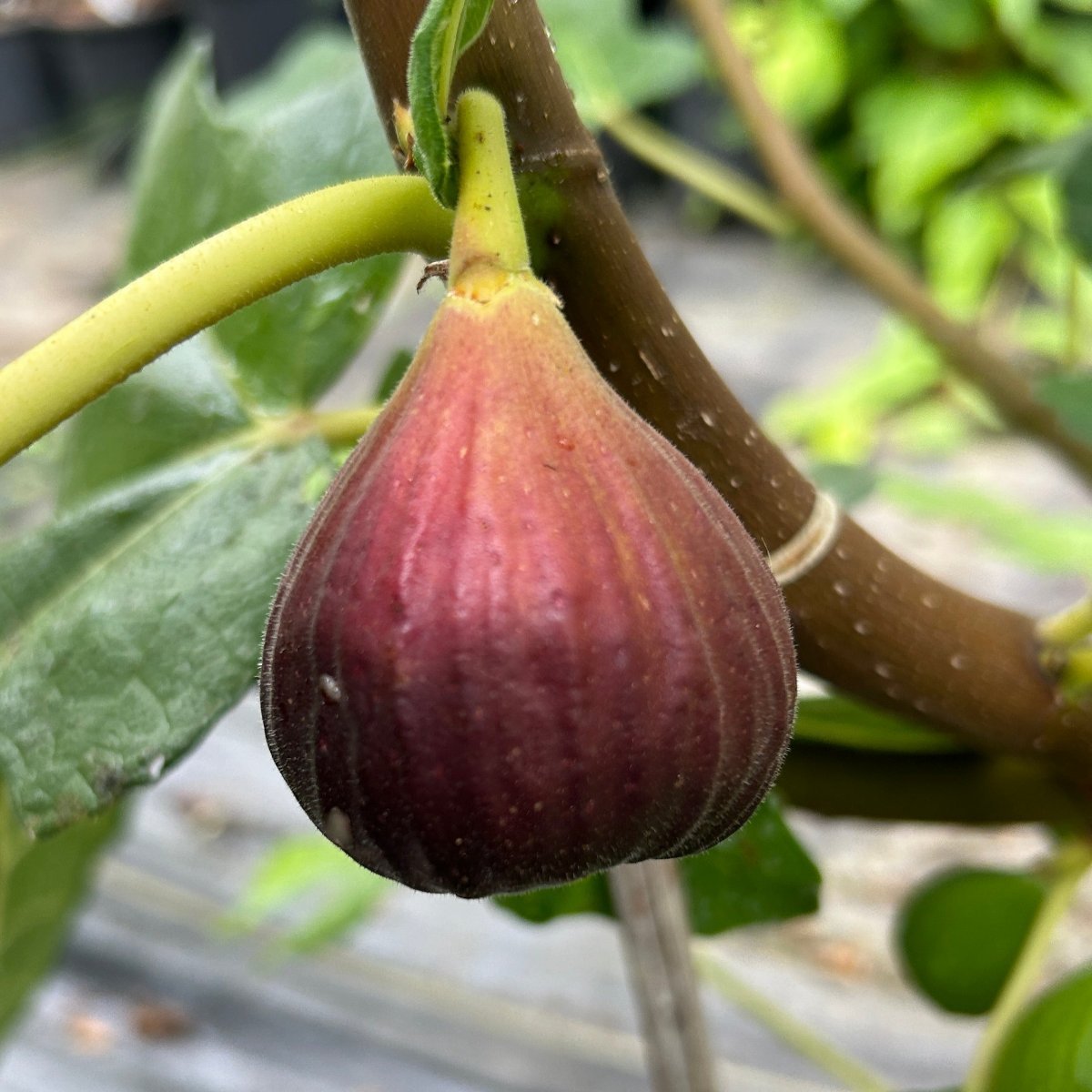 Hardy Chicago Fig Cutting - Dingdong's Garden