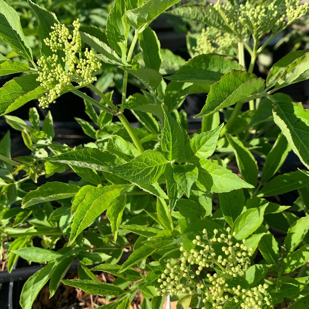 Haschburg European Elderberry Cutting - Dingdong's Garden