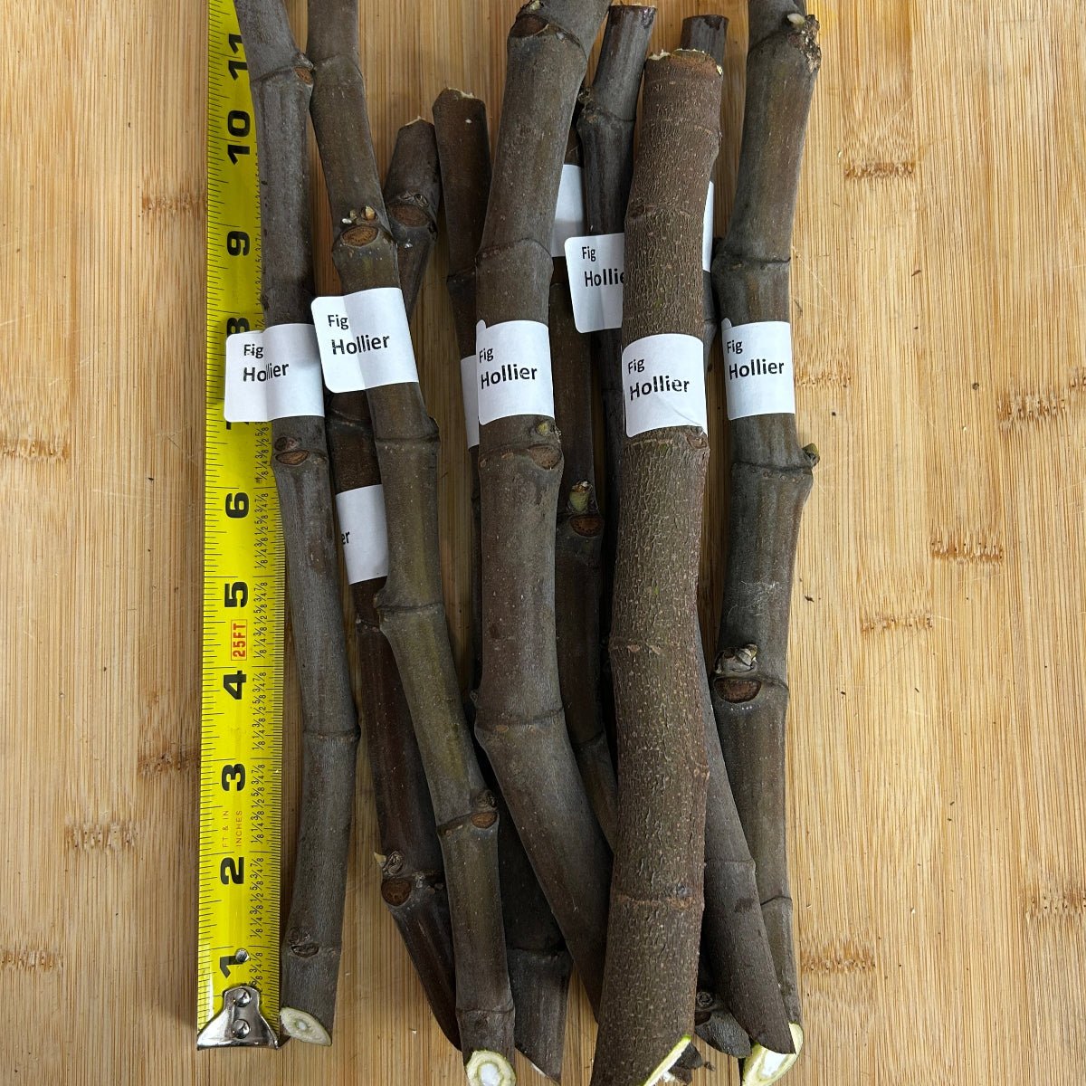 Hollier Fig Cutting - Dingdong's Garden