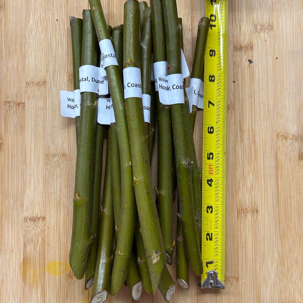 Hooker, Coastal, Dune Willow Cutting - Dingdong's Garden
