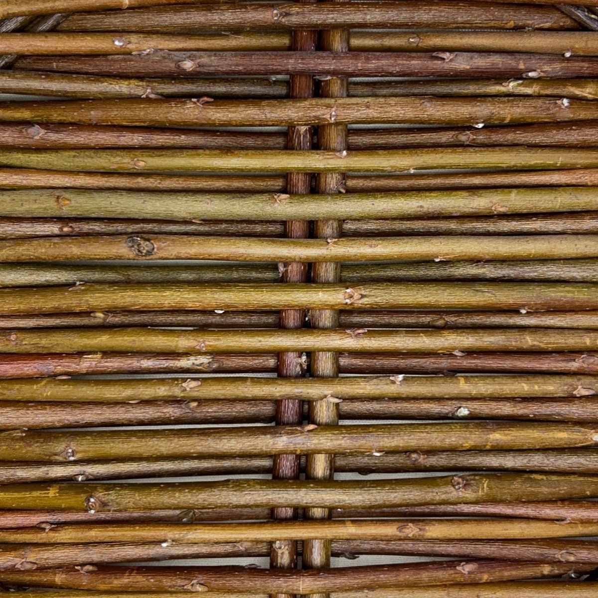 Hooker, Coastal, Dune Willow Cutting - Dingdong's Garden