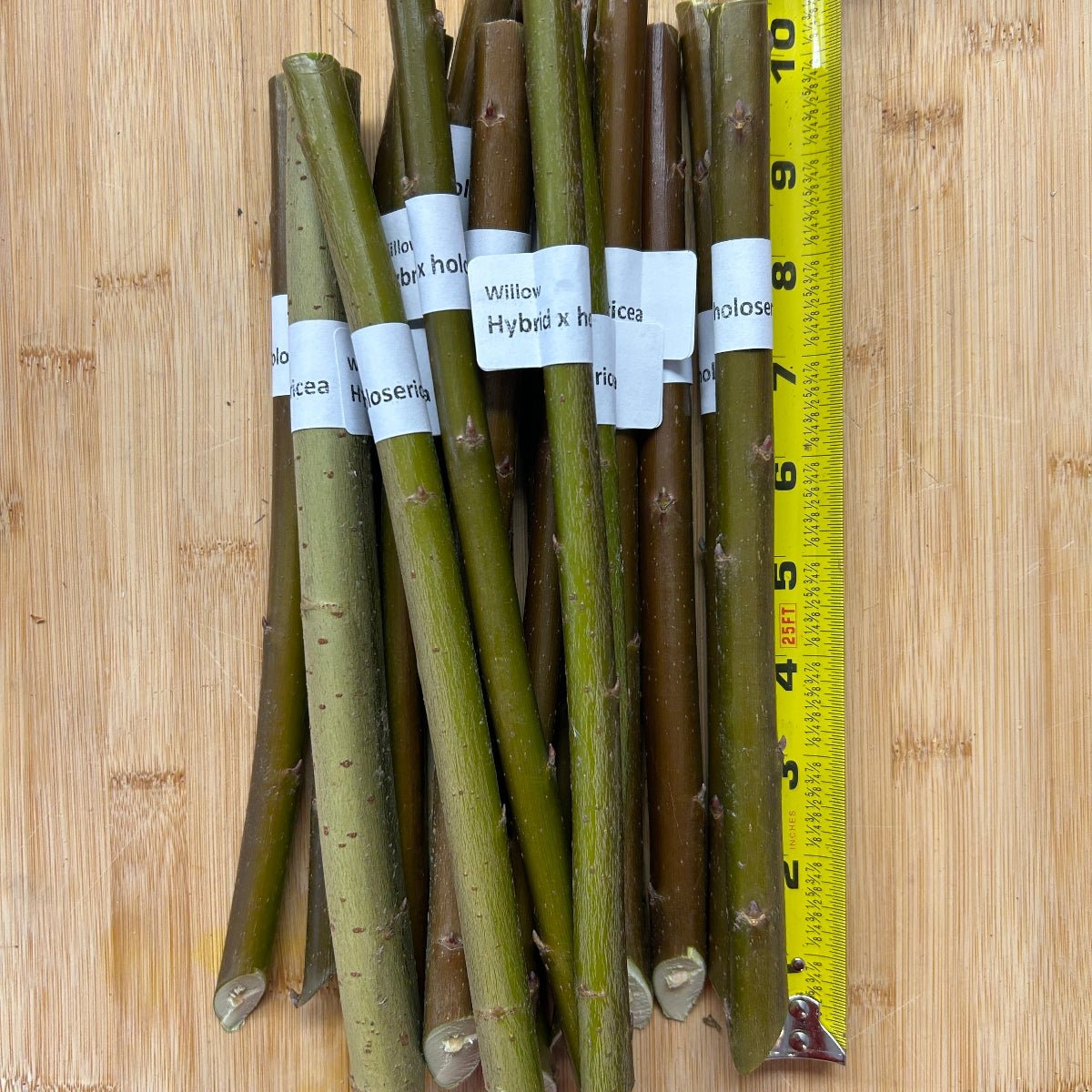 Hybrid Willow Cutting - Dingdong's Garden