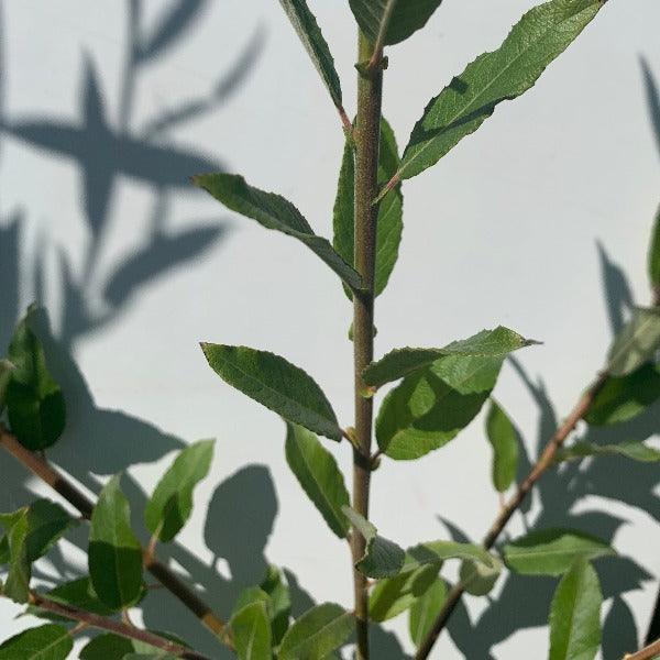 Hybrid Willow Cutting - Dingdong's Garden