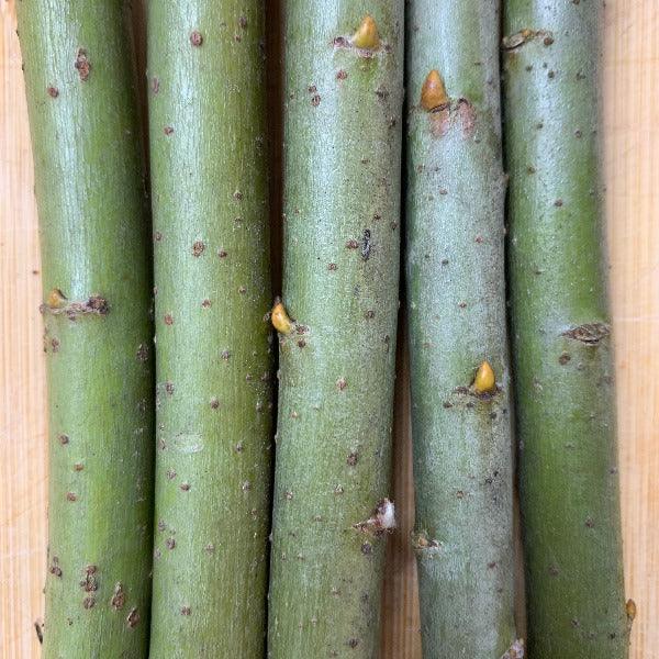 Hybrid Willow Cutting - Dingdong's Garden