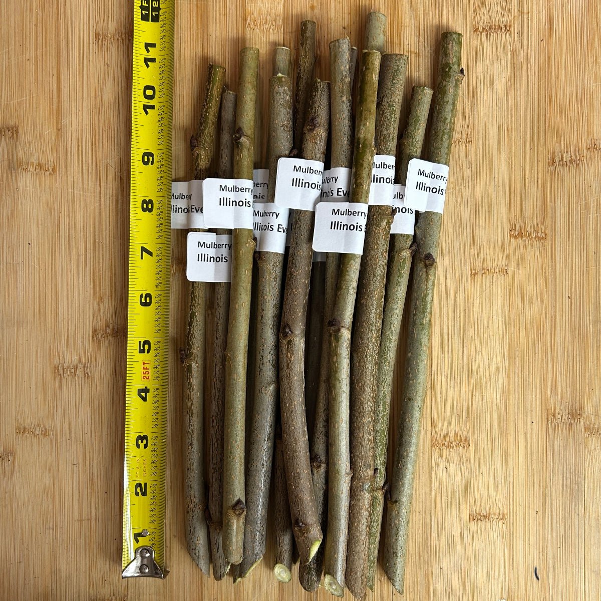 Illinois Everbearing Mulberry Cutting - Dingdong's Garden