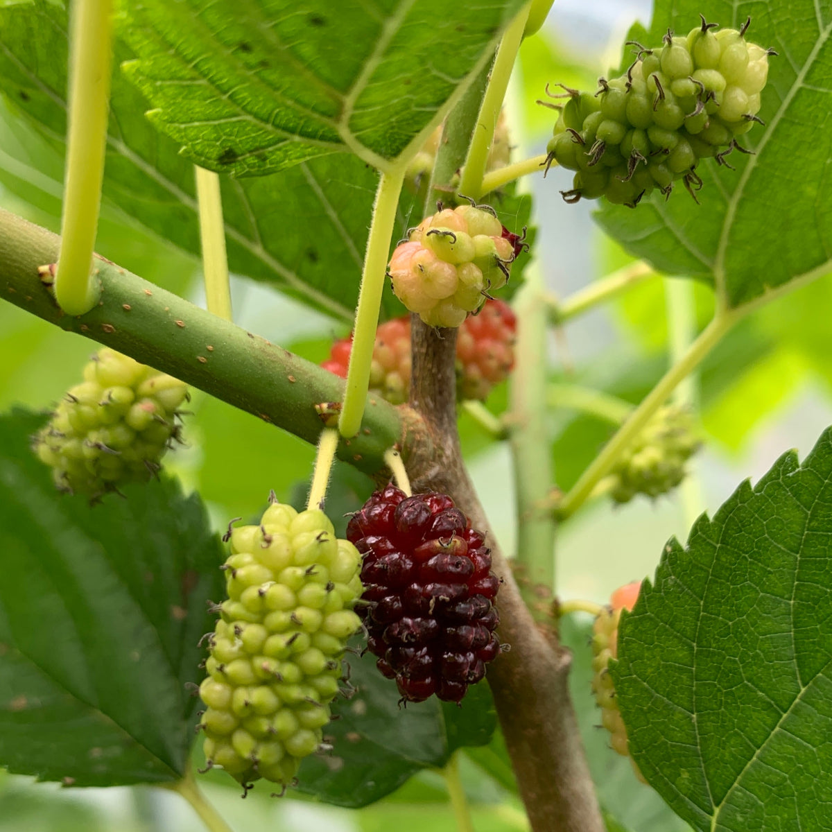 Illinois Everbearing Mulberry Cutting