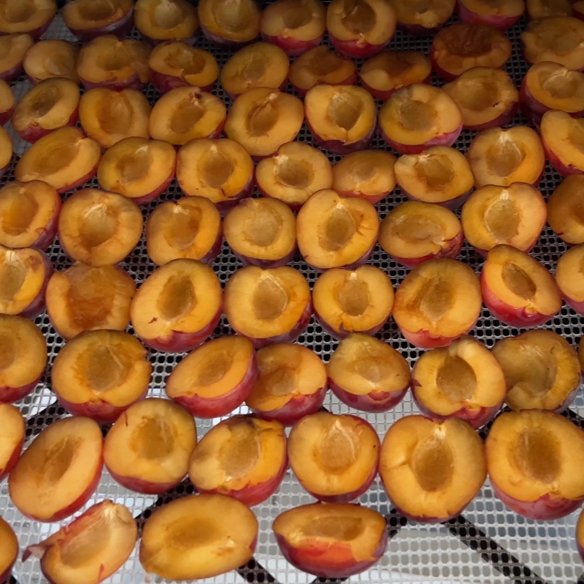 Imperial Epineuse Plum Scionwood - Dingdong's Garden