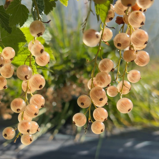 Imperial White Currant Cutting - Dingdong's Garden