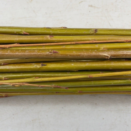 Irette Willow Cutting - Dingdong's Garden