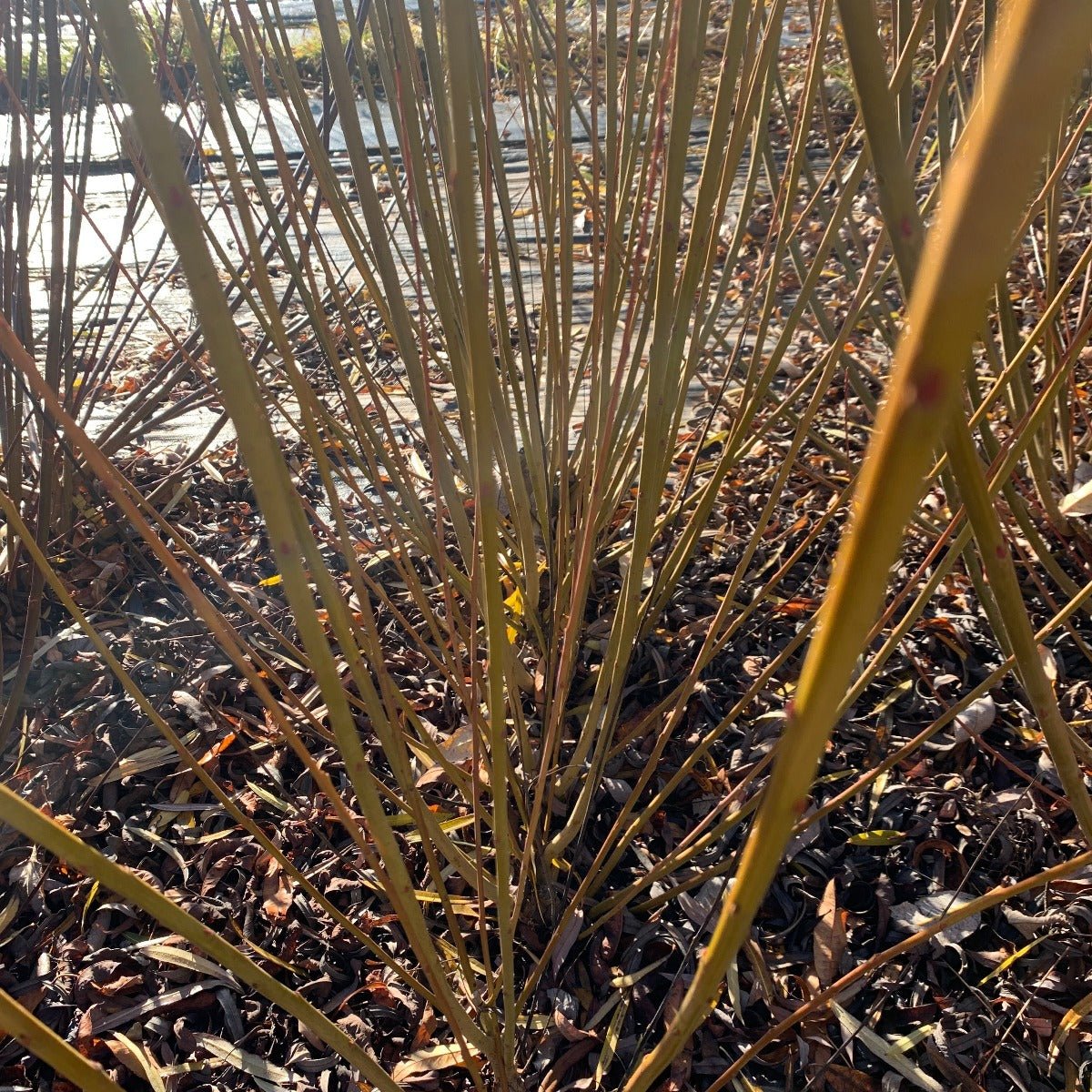 Irette Willow Cutting - Dingdong's Garden