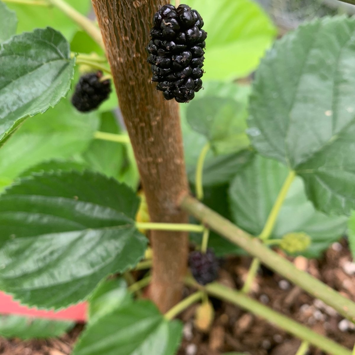 Italian Mulberry Cutting - Dingdong's Garden