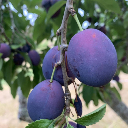 Italian Prune Plum Scionwood - Dingdong's Garden
