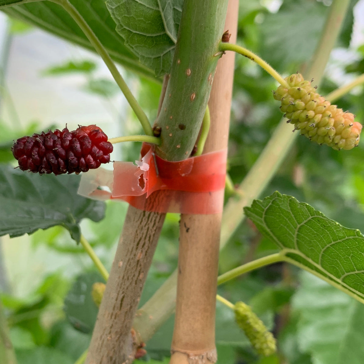 Italian Mulberry Cutting
