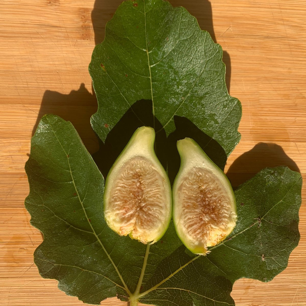 Izbat an Naj Fig Cutting - Dingdong's Garden