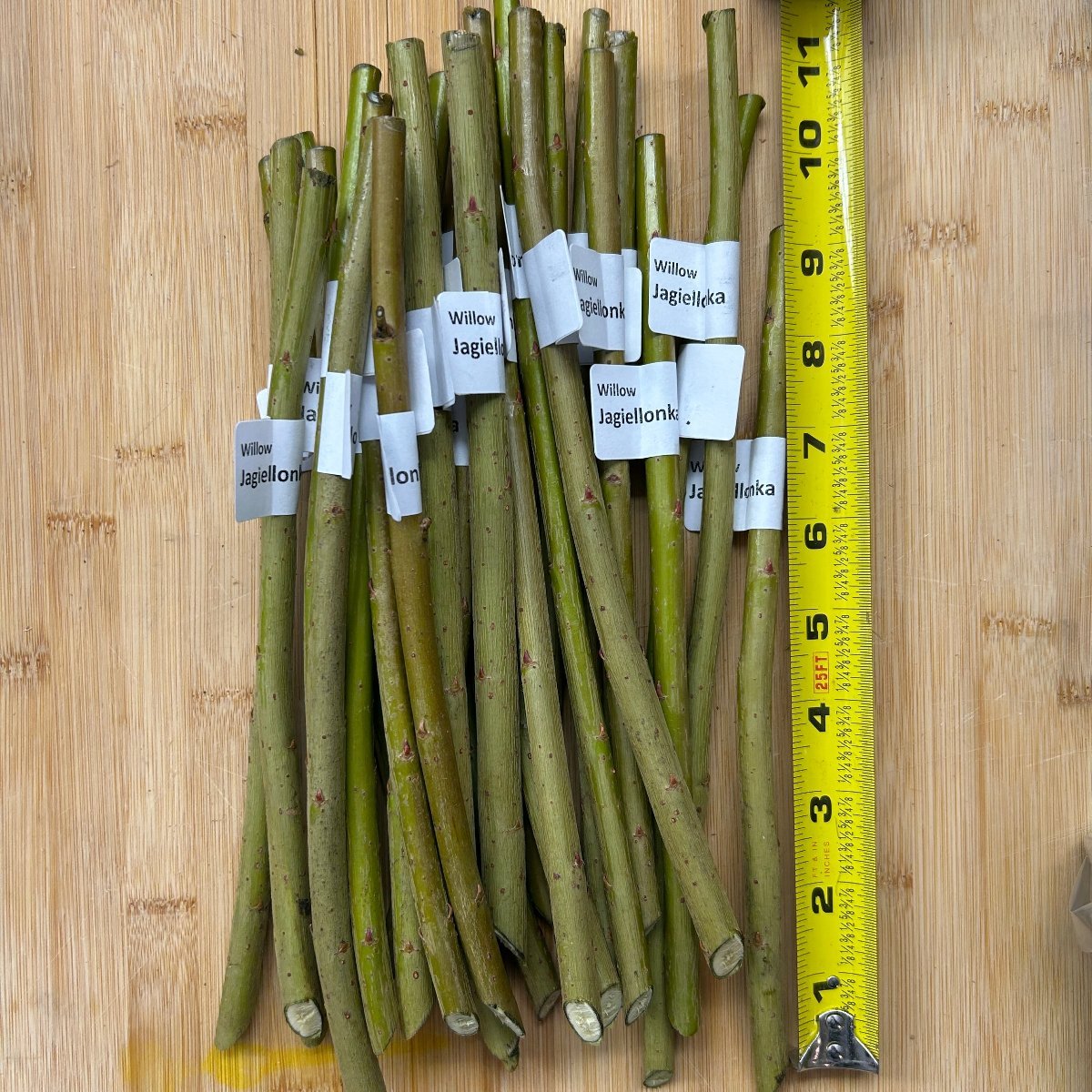 Jagiellonka Willow Cutting - Dingdong's Garden