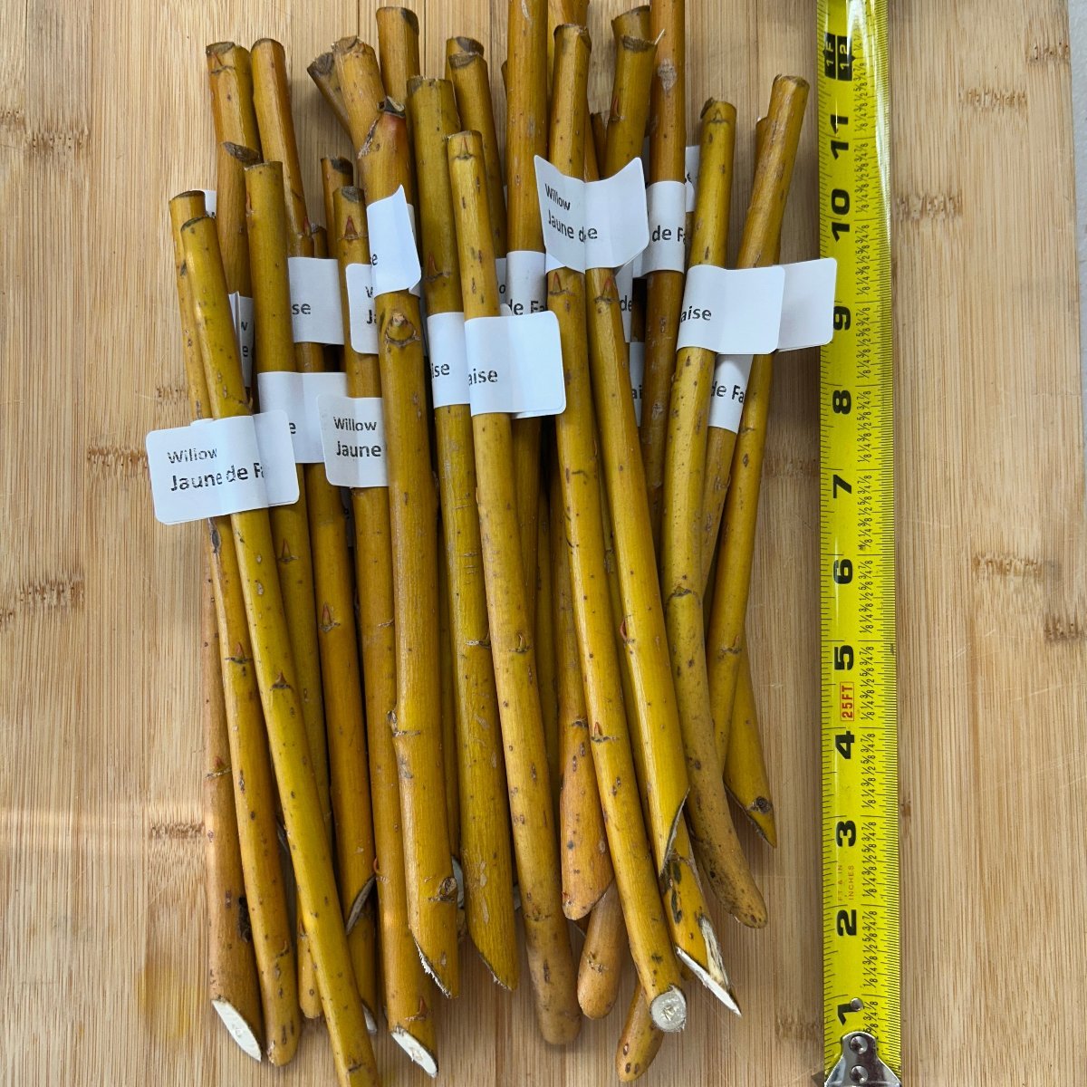 Jaune de Falaise Willow Cutting - Dingdong's Garden