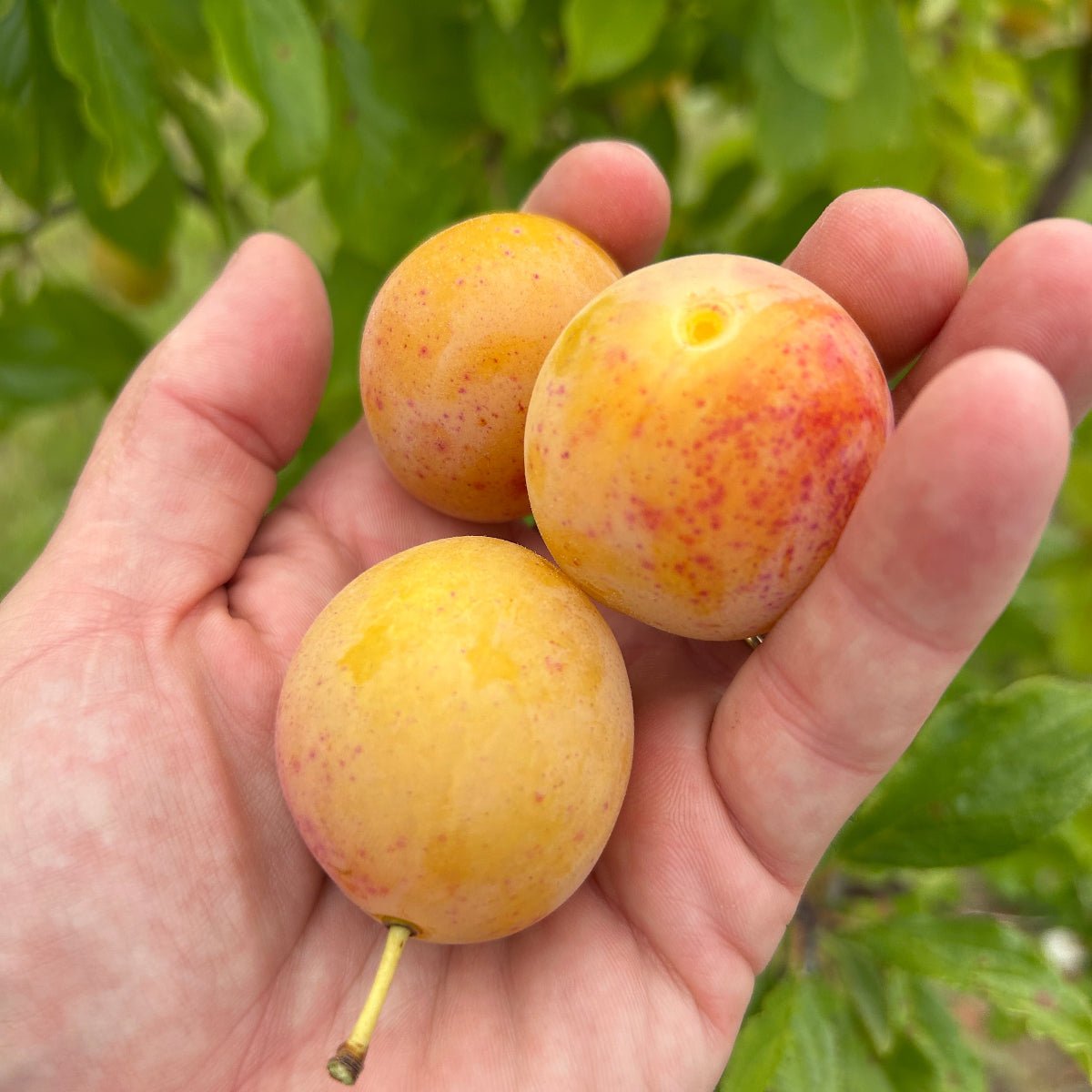 Jefferson Plum Scionwood - Dingdong's Garden