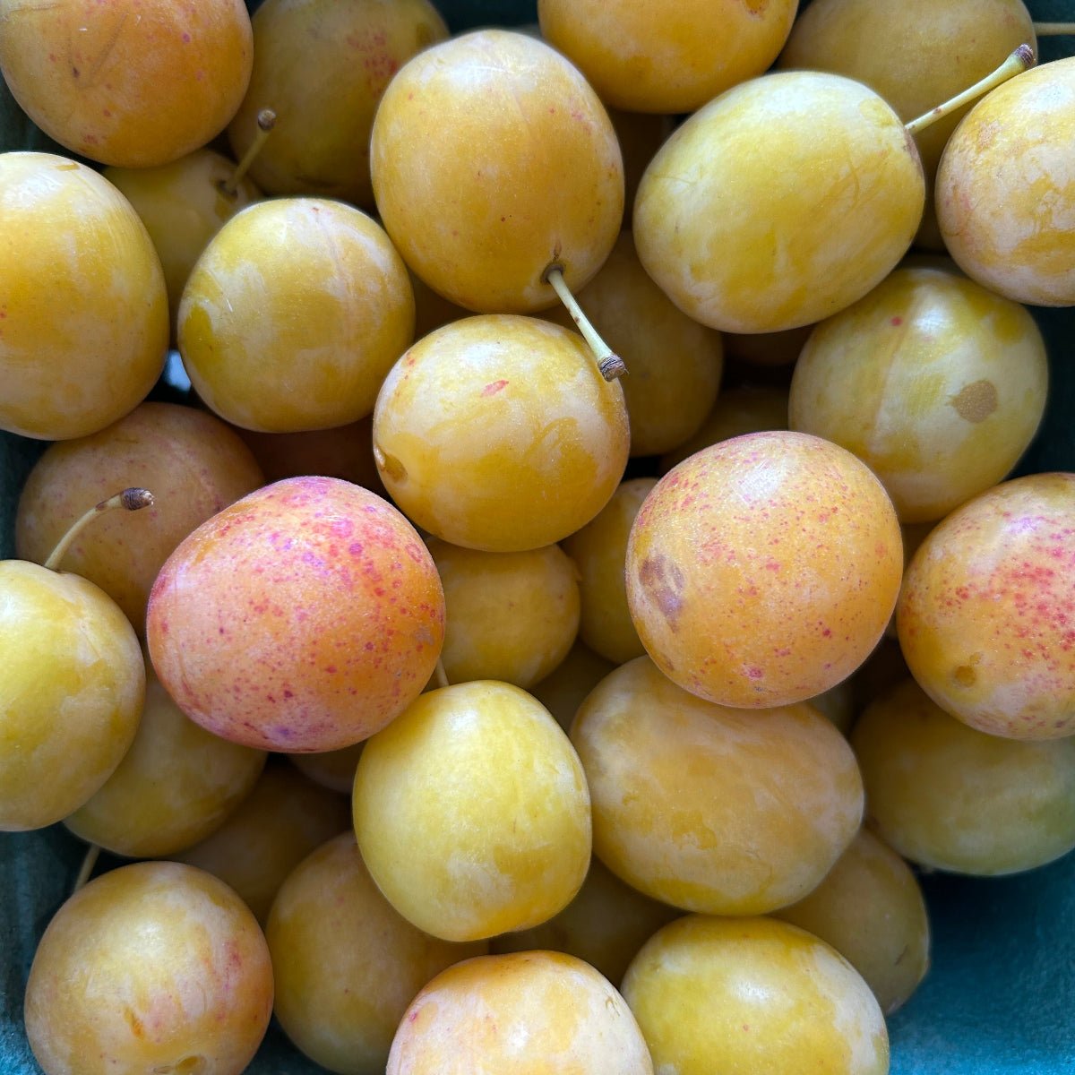 Jefferson Plum Scionwood - Dingdong's Garden