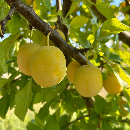 Jefferson Plum Scionwood - Dingdong's Garden