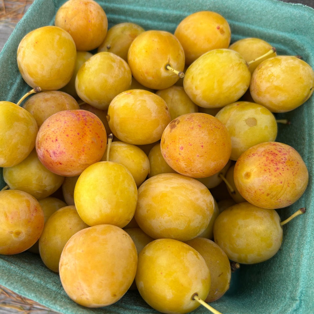 Jefferson Plum Scionwood - Dingdong's Garden