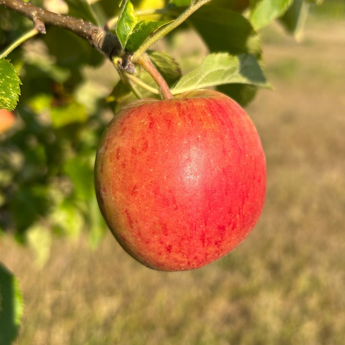 Jonagold Apple Scionwood - Dingdong's Garden